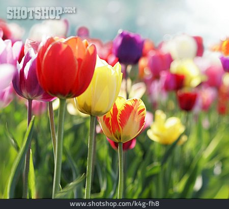 
                Tulpe, Frühling, Blühen                   