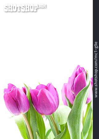 
                Tulpe, Blumenstrauß, Tulpenstrauß, Frühlingsstrauß                   