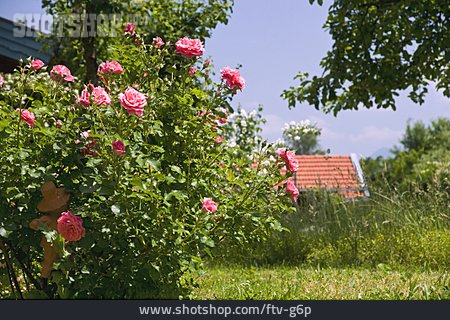 
                Garten, Rose                   