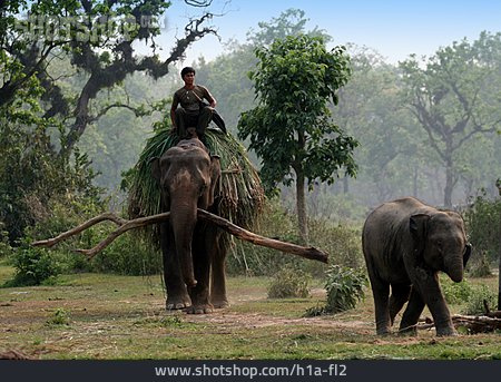 
                Arbeitende Tiere, Elefant, Nepal                   