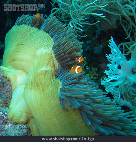 
                Seeanemone, Anemonenfisch, Falscher Clownfisch                   