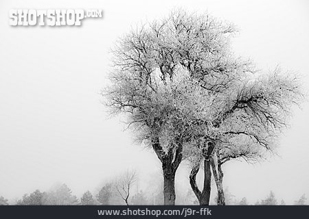 
                Tree, Fog, Rime                   