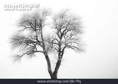 
                Baum, Nebel, Raureif                   