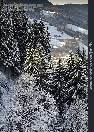 
                Winterlandschaft, Schneebedeckt, Tannenwald                   
