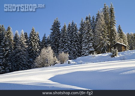 
                Winterlandschaft, Schneebedeckt, Tannenwald                   