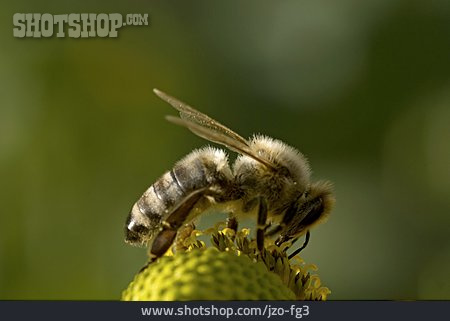 
                Insekt, Biene                   