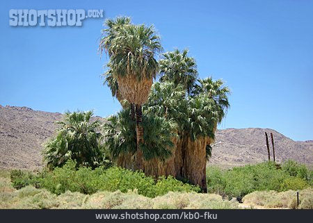 
                Mojave-wüste, Joshua Tree, Joshua Tree Nationalpark                   