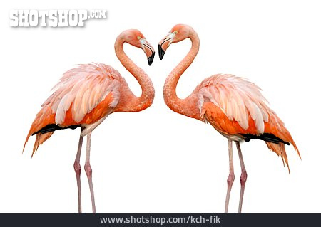 
                Tierpärchen, Flamingo                   