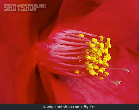 
                Blütenstempel, Staubgefäße, Kamelienblüte                   