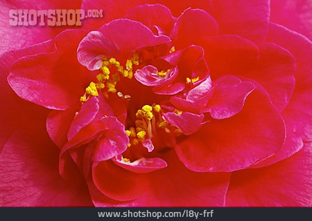 
                Blütenstempel, Staubgefäße, Kamelienblüte                   