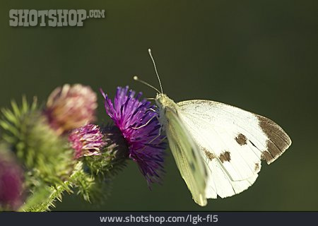 
                Schmetterling, Großer Kohlweißling                   