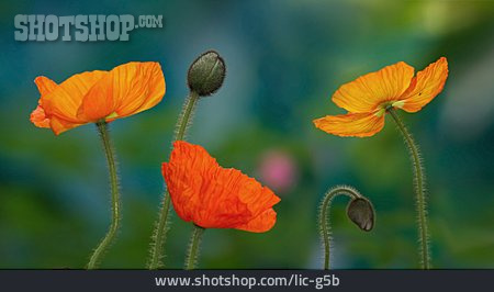 
                Mohn                   