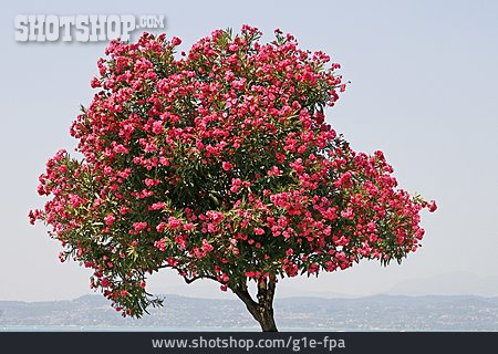 
                Oleanderblüte, Oleander, Oleanderbaum                   