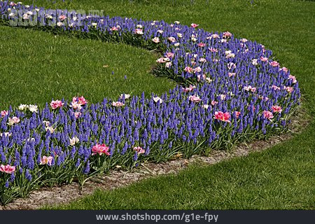 
                Tulpe, Traubenhyazinthe, Blumenbeet                   