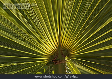 
                Palmenblatt, Petticoat-palme                   
