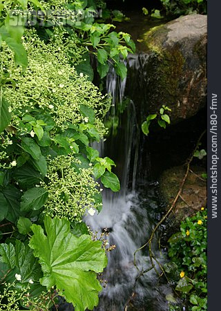 
                Bach, Wasserfall, Pflanze                   