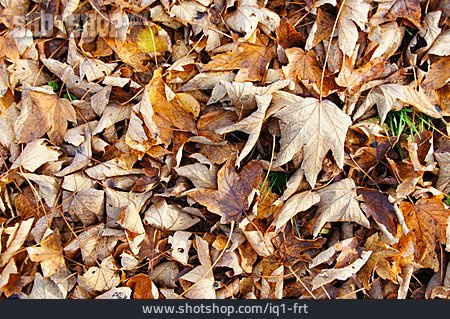 
                Blätter, Laub, Herbstlaub, Ahornlaub                   
