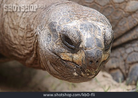 
                Landschildkröte, Aldabra-riesenschildkröte                   