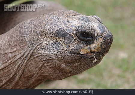 
                Landschildkröte, Aldabra-riesenschildkröte                   