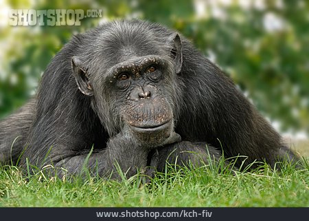 
                Schimpanse                   