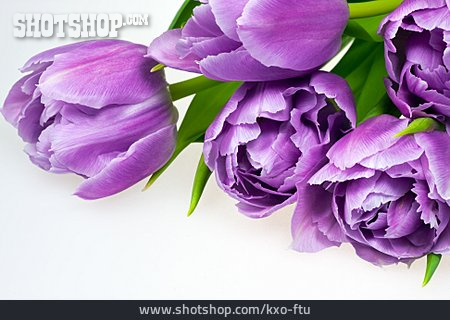 
                Tulpe, Tulpenblüte                   