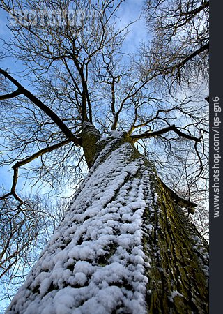 
                Baum, Winterlich                   