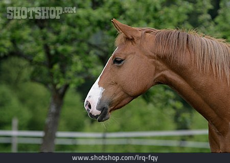 
                Tierportrait, Pferd, Quarterhorse                   