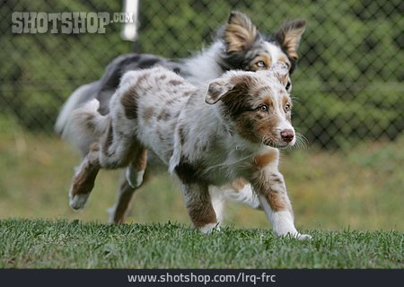 
                Rennen, Hund, Australian Shepherd                   