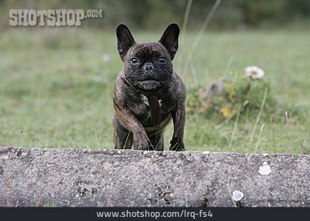 
                Springen, Hund, Französische Bulldogge                   