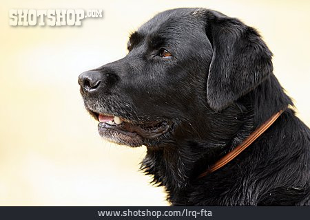 
                Hund, Hundekopf, Labrador Retriever                   