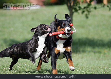 
                Verspielt, Apportieren, Appenzeller Sennenhund, Französische Bulldogge                   