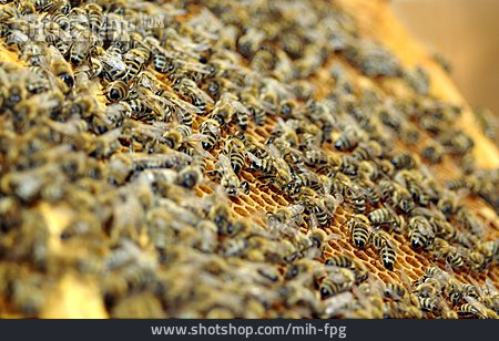 
                Biene, Honigbiene, Bienenvolk                   