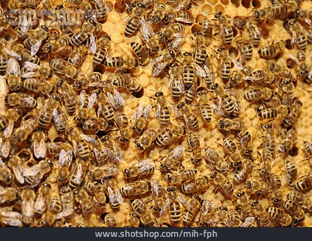 
                Biene, Honigbiene, Bienenvolk                   