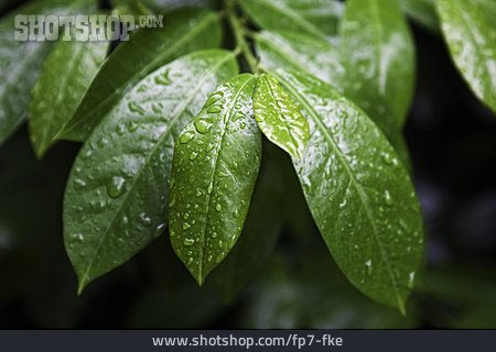 
                Tau, Regentropfen, Pflanzenblatt                   