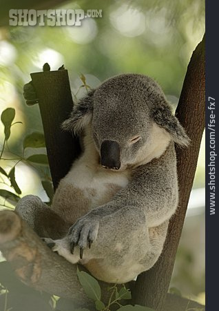 
                Schlafen, Koala                   