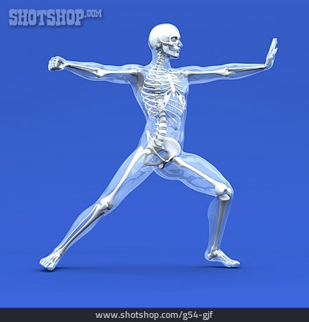 
                Medical Illustrations, Glass Man, Human Body                   