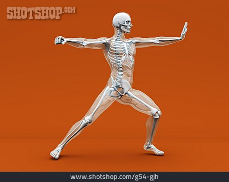 
                Medical Illustrations, Glass Man, Human Body                   