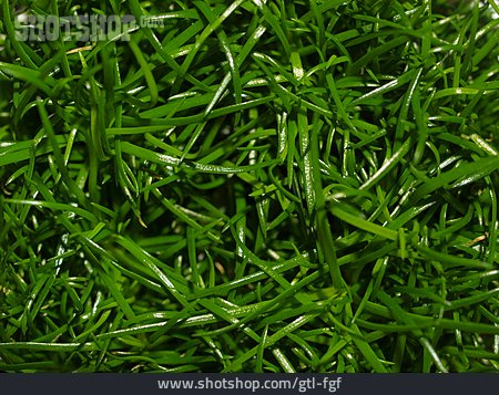 
                Hintergrund, Gras, Kunstgras                   