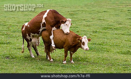 
                Kuh, Paarung, Bocksprung                   