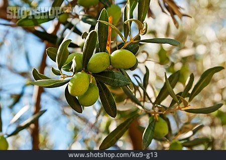 
                Olive, Olivenbaum                   