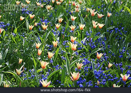 
                Blumenwiese, Blaustern, Wildtulpe                   