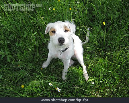 
                Terrier, Parson-russell-terrier                   