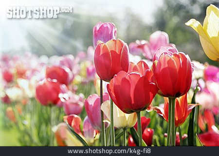
                Frühling, Blühen, Tulpenbeet                   