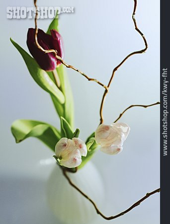 
                Zweig, Tulpe, Blumenvase                   