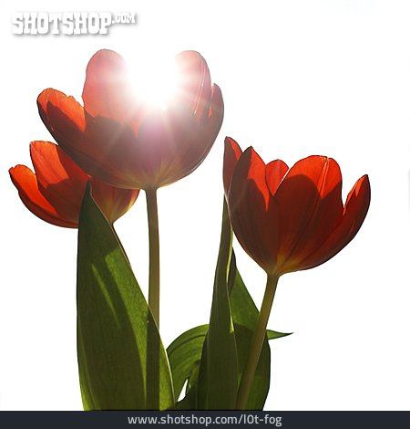 
                Gegenlicht, Tulpe, Tulpenblüte                   