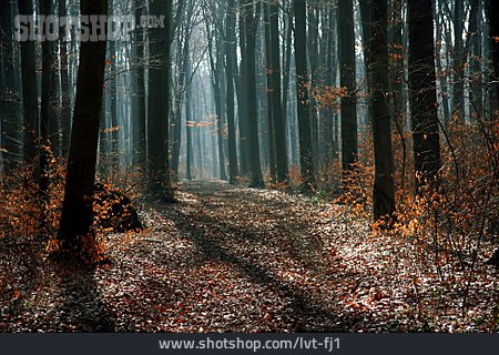 
                Wald, Laubwald                   