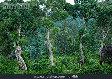 
                Eukalyptuswald                   