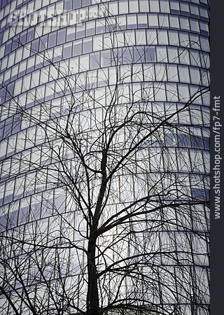 
                Baum, Glasfassade                   