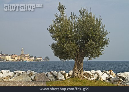 
                Gardasee, Olivenbaum, Salo                   