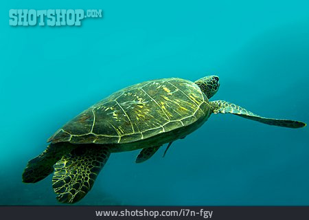
                Schildkröte, Meeresschildkröte                   
